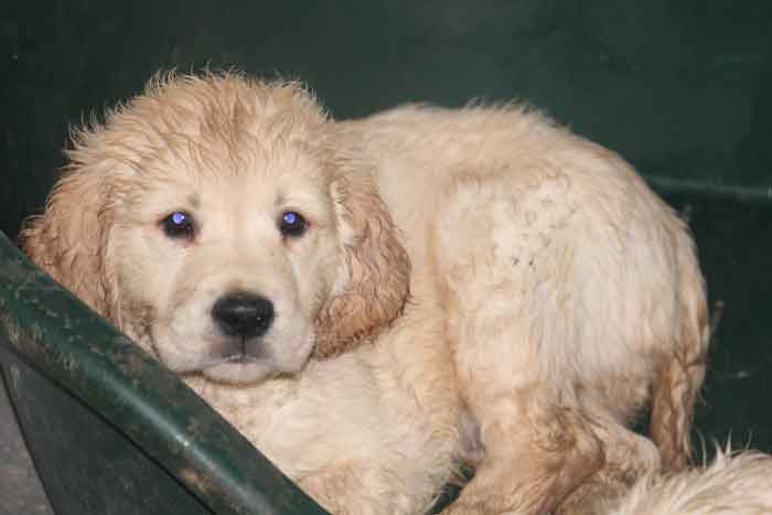 Index of /golden-retriever/BB de Agathe et Leo Index of /golden-retriever/BB de Agathe et Leo